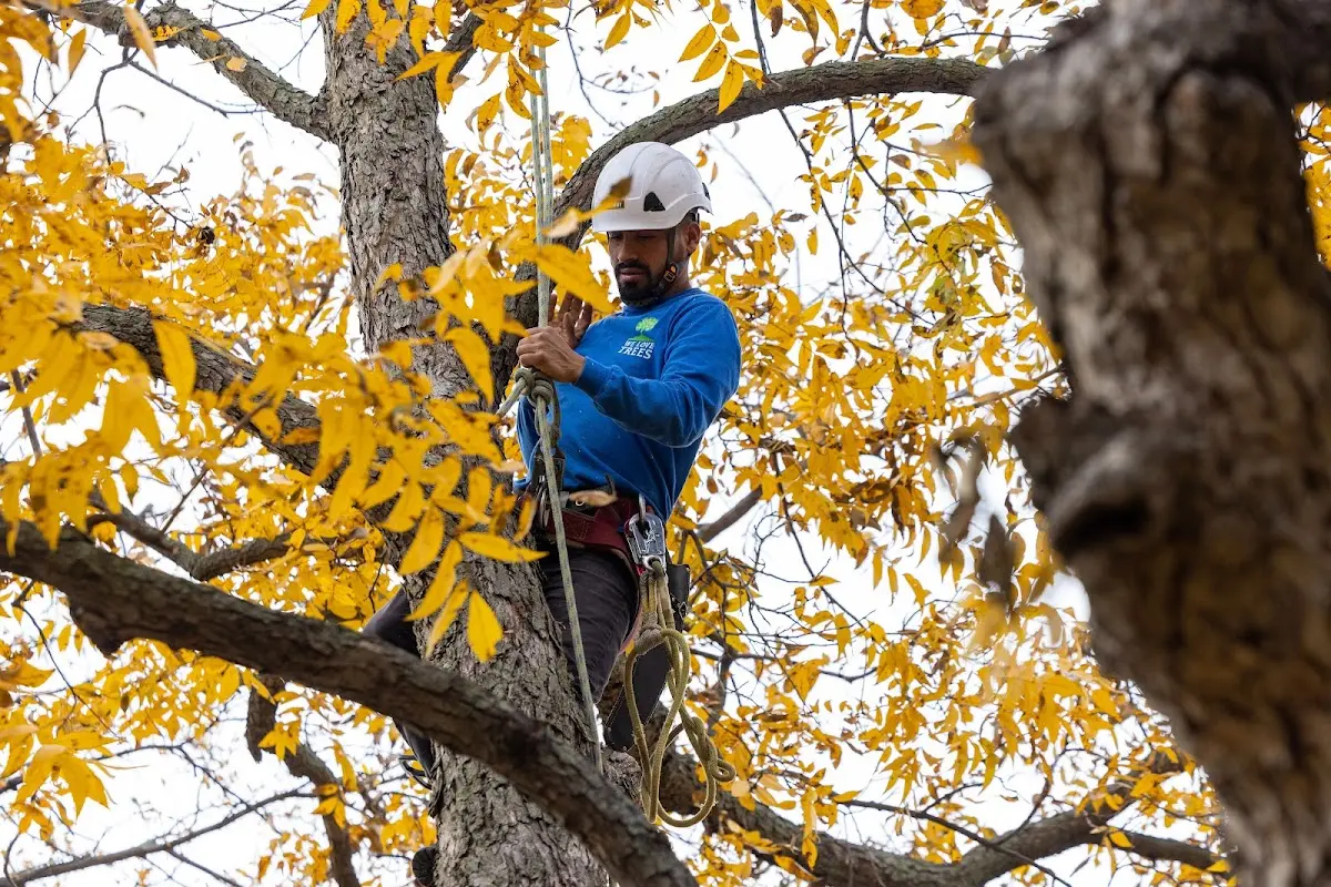 Skilled Storm Damage Cleanup crew working in Otto